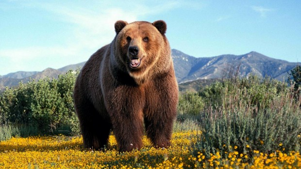 Esse é um urso grizzly na natureza, agora imagina a versão humana